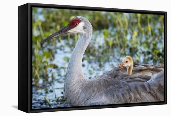 Sandhill Crane on Nest with Baby on Back, Florida-Maresa Pryor-Framed Stretched Canvas