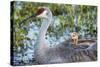 Sandhill Crane on Nest with Baby on Back, Florida-Maresa Pryor-Stretched Canvas