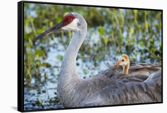 Sandhill Crane on Nest with Baby on Back, Florida-Maresa Pryor-Framed Stretched Canvas