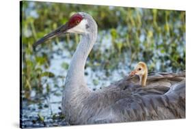 Sandhill Crane on Nest with Baby on Back, Florida-Maresa Pryor-Stretched Canvas