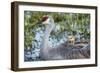 Sandhill Crane on Nest with Baby on Back, Florida-Maresa Pryor-Framed Photographic Print