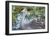 Sandhill Crane on Nest with Baby on Back, Florida-Maresa Pryor-Framed Photographic Print