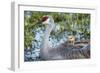 Sandhill Crane on Nest with Baby on Back, Florida-Maresa Pryor-Framed Photographic Print