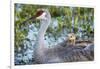 Sandhill Crane on Nest with Baby on Back, Florida-Maresa Pryor-Framed Photographic Print