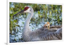 Sandhill Crane on Nest with Baby on Back, Florida-Maresa Pryor-Framed Photographic Print