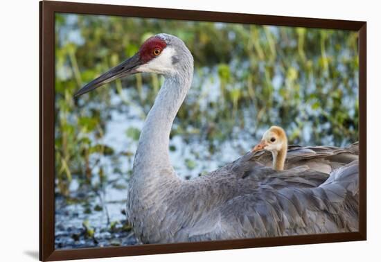 Sandhill Crane on Nest with Baby on Back, Florida-Maresa Pryor-Framed Photographic Print