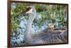 Sandhill Crane on Nest with Baby on Back, Florida-Maresa Pryor-Framed Photographic Print