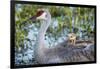 Sandhill Crane on Nest with Baby on Back, Florida-Maresa Pryor-Framed Photographic Print