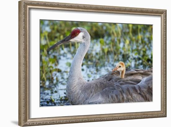 Sandhill Crane on Nest with Baby on Back, Florida-Maresa Pryor-Framed Photographic Print