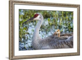 Sandhill Crane on Nest with Baby on Back, Florida-Maresa Pryor-Framed Photographic Print