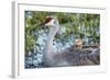 Sandhill Crane on Nest with Baby on Back, Florida-Maresa Pryor-Framed Photographic Print