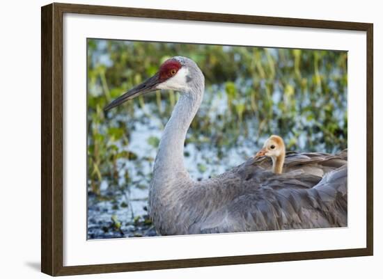 Sandhill Crane on Nest with Baby on Back, Florida-Maresa Pryor-Framed Photographic Print