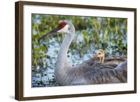 Sandhill Crane on Nest with Baby on Back, Florida-Maresa Pryor-Framed Photographic Print