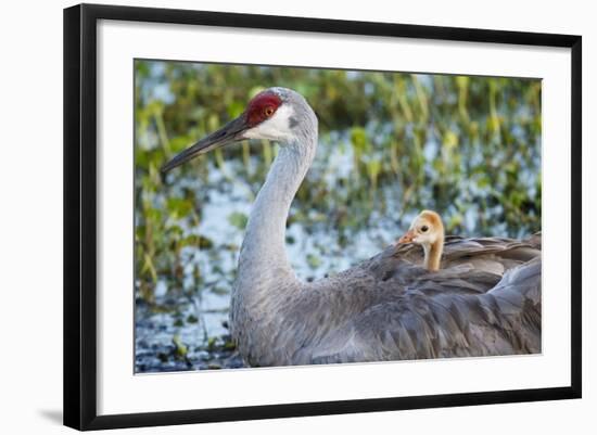 Sandhill Crane on Nest with Baby on Back, Florida-Maresa Pryor-Framed Photographic Print