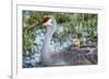 Sandhill Crane on Nest with Baby on Back, Florida-Maresa Pryor-Framed Photographic Print