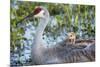 Sandhill Crane on Nest with Baby on Back, Florida-Maresa Pryor-Mounted Photographic Print