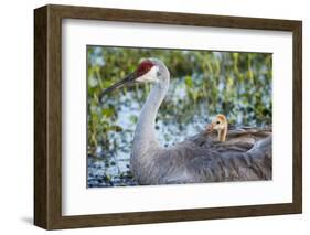 Sandhill Crane on Nest with Baby on Back, Florida-Maresa Pryor-Framed Photographic Print