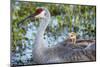 Sandhill Crane on Nest with Baby on Back, Florida-Maresa Pryor-Mounted Photographic Print