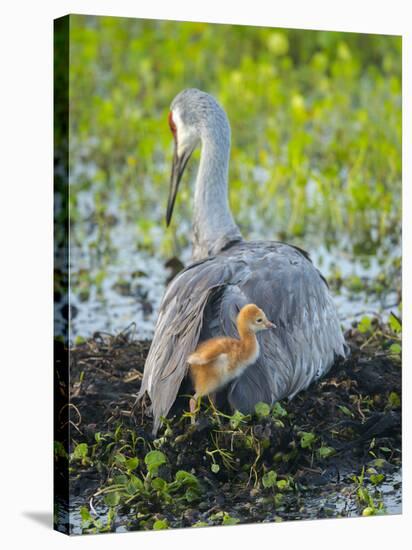 Sandhill Crane on Nest with Colt under Wing, Florida-Maresa Pryor-Stretched Canvas