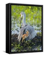 Sandhill Crane on Nest with Colt under Wing, Florida-Maresa Pryor-Framed Stretched Canvas