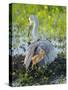 Sandhill Crane on Nest with Colt under Wing, Florida-Maresa Pryor-Stretched Canvas