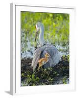 Sandhill Crane on Nest with Colt under Wing, Florida-Maresa Pryor-Framed Photographic Print