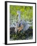 Sandhill Crane on Nest with Colt under Wing, Florida-Maresa Pryor-Framed Photographic Print