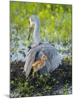 Sandhill Crane on Nest with Colt under Wing, Florida-Maresa Pryor-Mounted Photographic Print