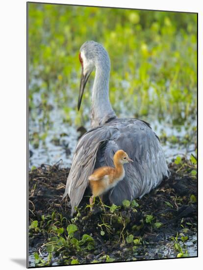 Sandhill Crane on Nest with Colt under Wing, Florida-Maresa Pryor-Mounted Photographic Print