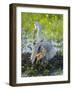 Sandhill Crane on Nest with Colt under Wing, Florida-Maresa Pryor-Framed Photographic Print