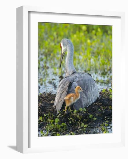 Sandhill Crane on Nest with Colt under Wing, Florida-Maresa Pryor-Framed Photographic Print