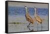 Sandhill crane pair calling-Ken Archer-Framed Stretched Canvas