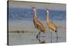 Sandhill crane pair calling-Ken Archer-Stretched Canvas