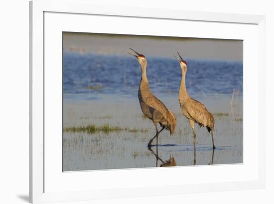 Sandhill crane pair calling-Ken Archer-Framed Photographic Print