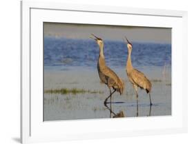 Sandhill crane pair calling-Ken Archer-Framed Photographic Print