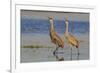 Sandhill crane pair calling-Ken Archer-Framed Photographic Print