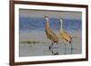 Sandhill crane pair calling-Ken Archer-Framed Photographic Print