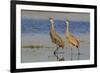 Sandhill crane pair calling-Ken Archer-Framed Photographic Print