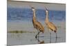 Sandhill crane pair calling-Ken Archer-Mounted Photographic Print