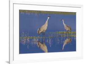 Sandhill Crane pair foraging in flooded farm field-Ken Archer-Framed Photographic Print