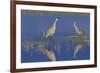 Sandhill Crane pair foraging in flooded farm field-Ken Archer-Framed Photographic Print