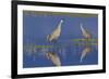 Sandhill Crane pair foraging in flooded farm field-Ken Archer-Framed Photographic Print