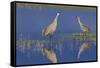 Sandhill Crane pair foraging in flooded farm field-Ken Archer-Framed Stretched Canvas