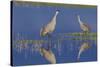 Sandhill Crane pair foraging in flooded farm field-Ken Archer-Stretched Canvas