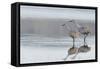 Sandhill Crane Pair Preparing to Take Flight-Ken Archer-Framed Stretched Canvas