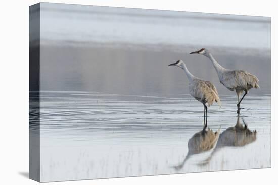 Sandhill Crane Pair Preparing to Take Flight-Ken Archer-Stretched Canvas