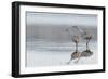 Sandhill Crane Pair Preparing to Take Flight-Ken Archer-Framed Photographic Print