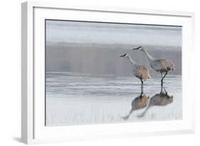 Sandhill Crane Pair Preparing to Take Flight-Ken Archer-Framed Photographic Print