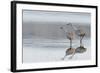 Sandhill Crane Pair Preparing to Take Flight-Ken Archer-Framed Photographic Print