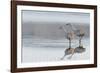 Sandhill Crane Pair Preparing to Take Flight-Ken Archer-Framed Photographic Print